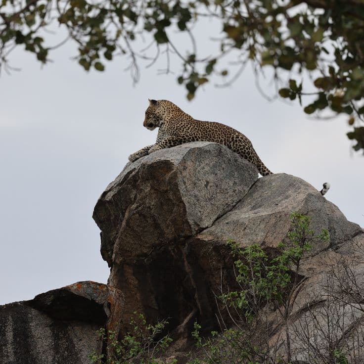 Udaipur: Whispers of the Lake & Jawai Safari highlight 4